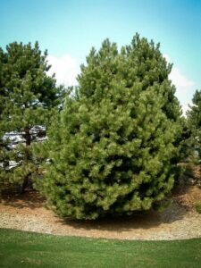 Сосна Чёрная (Pinus Nigra) купить по цене от 270.00р. в интернет-магазине «Посадика» с доставкой почтой в в Щекиное и по всей России – [изображение №1].