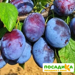 Слива Чачакская ранняя купить по цене от 229.00р. в интернет-магазине «Посадика» с доставкой почтой в в Щекиное и по всей России – [изображение №1].