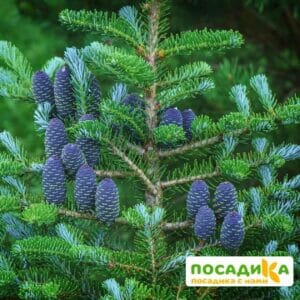 Пихта корейская (Abies koreana) купить по цене от 450.00р. в интернет-магазине «Посадика» с доставкой почтой в в Щекиное и по всей России – [изображение №1].