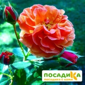 Роза Арабия купить по цене от 350.00р. в интернет-магазине «Посадика» с доставкой почтой в в Щекиное и по всей России – [изображение №1].