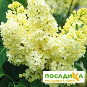 Сирень Примроуз (Primrose) купить по цене от 529.00р. в интернет-магазине «Посадика» с доставкой почтой в в Щекиное и по всей России – [изображение №1].