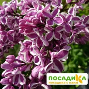 Сирень Сенсация купить по цене от 529.00р. в интернет-магазине «Посадика» с доставкой почтой в в Щекиное и по всей России – [изображение №1].