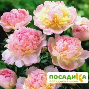 Пион Распберри Сандей (Paeonia Raspberry Sundae) купить по цене от 959р. в интернет-магазине «Посадика» с доставкой почтой в в Щекиное и по всей России – [изображение №1].