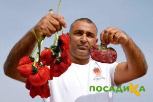Клубника Гигант Джорнея купить по цене от 266р. в интернет-магазине «Посадика» с доставкой почтой в в Щекиное и по всей России – [изображение №1].