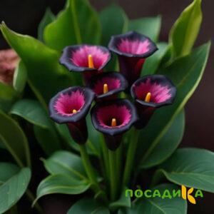 Калла Аура Лейс купить по цене от 400р. в интернет-магазине «Посадика» с доставкой почтой в в Щекиное и по всей России – [изображение №1].