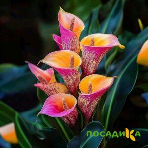 Калла Оникс купить по цене от 450р. в интернет-магазине «Посадика» с доставкой почтой в в Щекиное и по всей России – [изображение №1].
