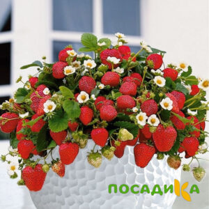 Клубника Рубиновый Шепот (горшечная) купить по цене от 240р. в интернет-магазине «Посадика» с доставкой почтой в в Щекиное и по всей России – [изображение №1].