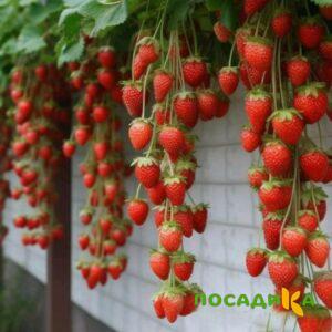 Клубника вьющаяся Комплимент купить по цене от 470р. в интернет-магазине «Посадика» с доставкой почтой в в Щекиное и по всей России – [изображение №1].