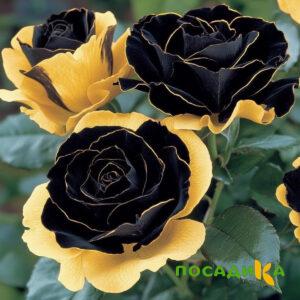 Роза Ханни Сикл купить по цене от 700р. в интернет-магазине «Посадика» с доставкой почтой в в Щекиное и по всей России – [изображение №1].