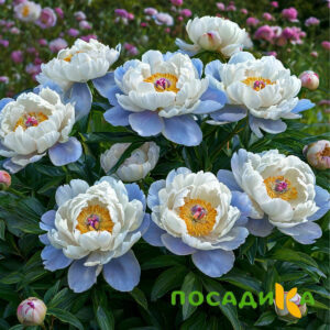 Пион акварельный Этюд купить по цене от 806р. в интернет-магазине «Посадика» с доставкой почтой в в Щекиное и по всей России – [изображение №1].