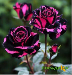 Роза Багровый Шепот купить по цене от 366р. в интернет-магазине «Посадика» с доставкой почтой в в Щекиное и по всей России – [изображение №1].