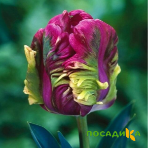 Тюльпан Экзотик Хэвен купить по цене от 186р. в интернет-магазине «Посадика» с доставкой почтой в в Щекиное и по всей России – [изображение №1].