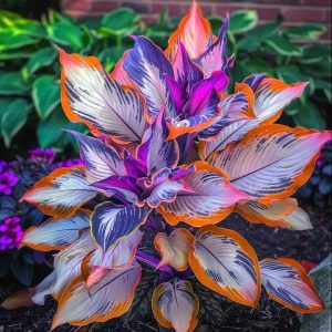 Хоста Эмеральд Тиара купить по цене от 602р. в интернет-магазине «Посадика» с доставкой почтой в в Щекиное и по всей России – [изображение №1].