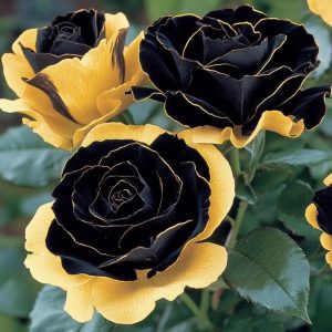 Роза Ханни Сикл купить по цене от 700р. в интернет-магазине «Посадика» с доставкой почтой в в Щекиное и по всей России – [изображение №1].